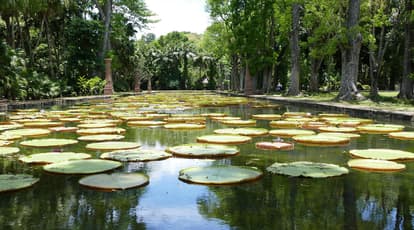 Pamplemousses Botanical Garden