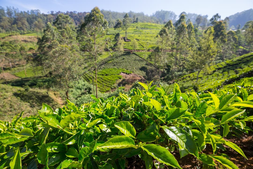 Take a Tea Tour