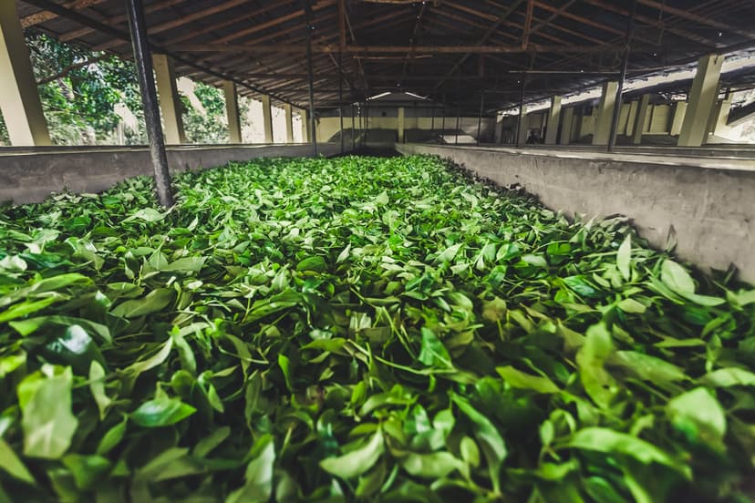 Visit The Tea Factories