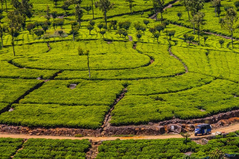 Walk Around The Tea Estates