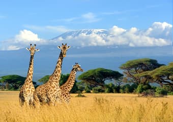 Kenya & Tanzania Fixed Departure