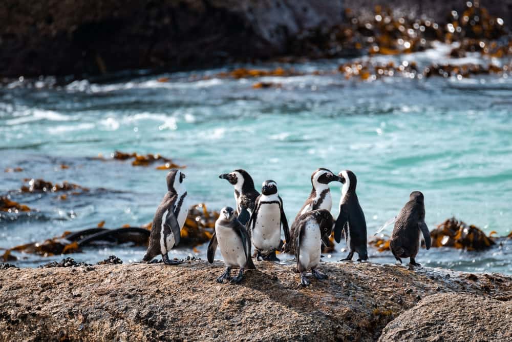 Admire the penguins at Boulders Beach in Africa Monsoon Tours