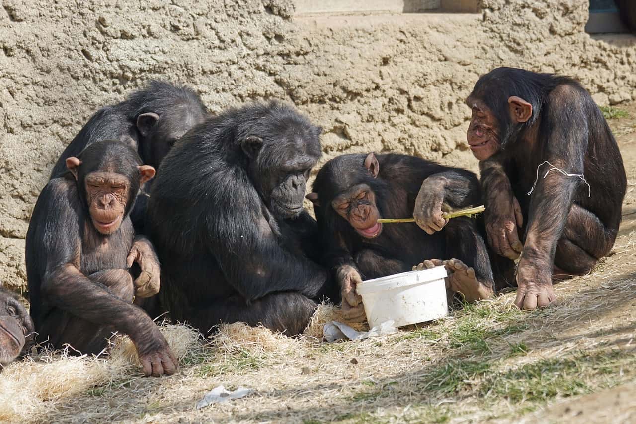 Chimpanzees’ In Gombe Stream National Park in Tanzania