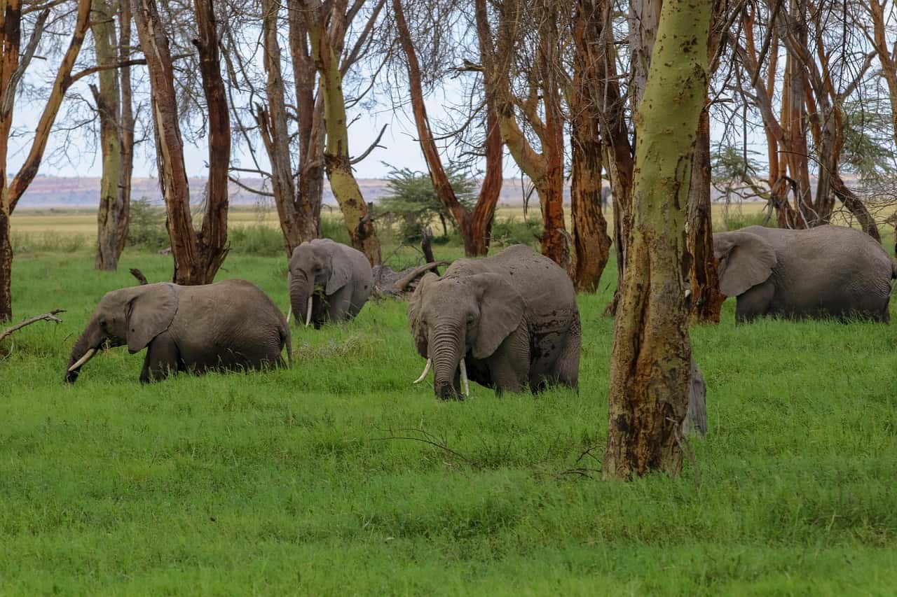 Observe Elephants In Tarangire National Park in Tanzania