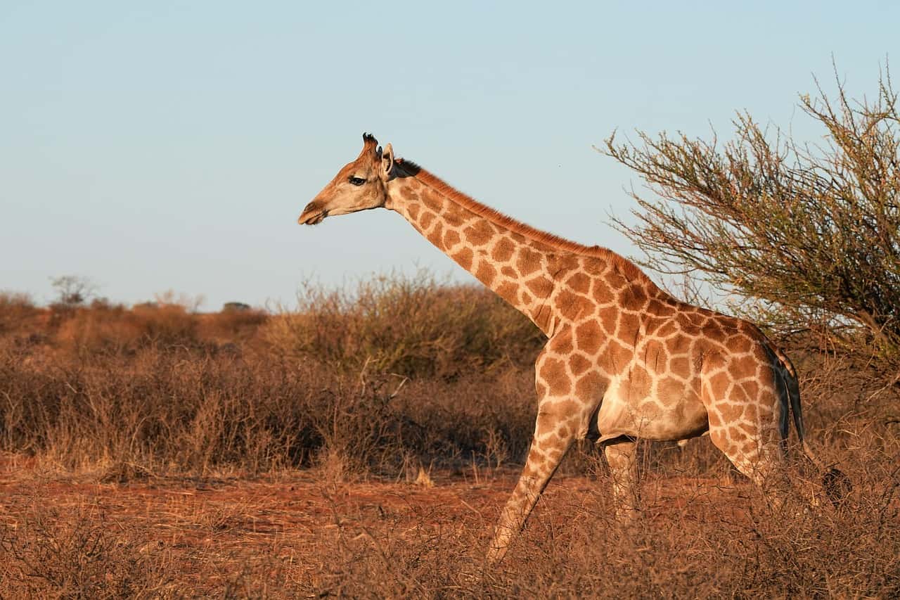 Full Day Crater Tour From Arusha in Tanzania