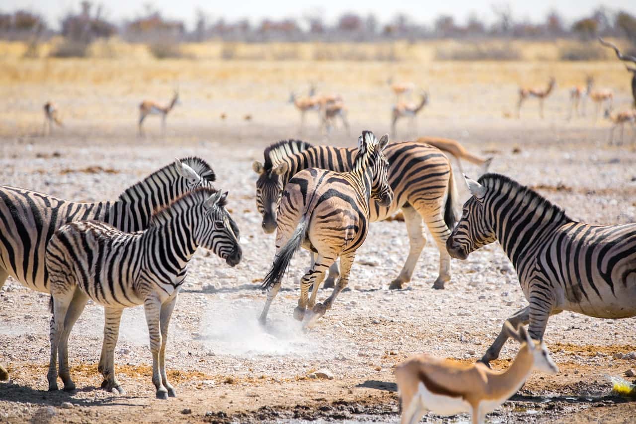 Lake Manyara National Safari From Arusha in Tanzania