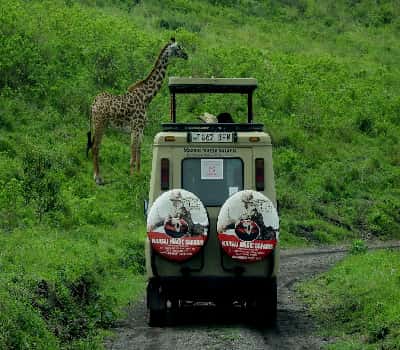 Go On Safari In The Serengeti in Tanzania