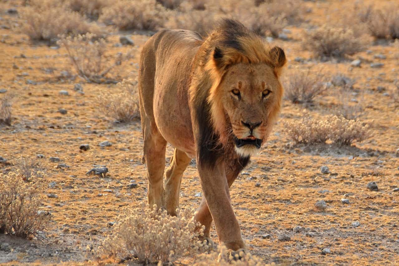 Serengeti National Park in Tanzania