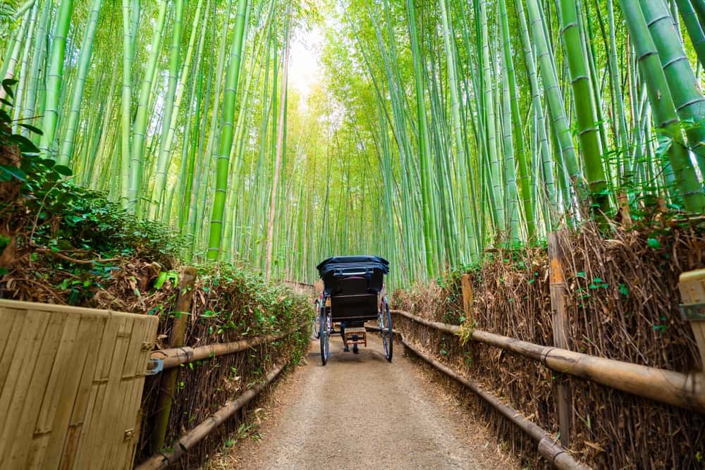 Wander through Arashiyama Bamboo Forest in China-Japan Senior Citizen Tours