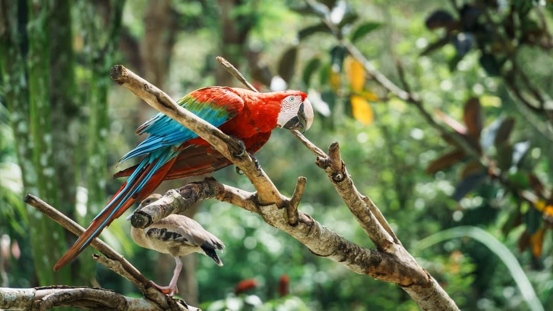 Bali Bird Park
