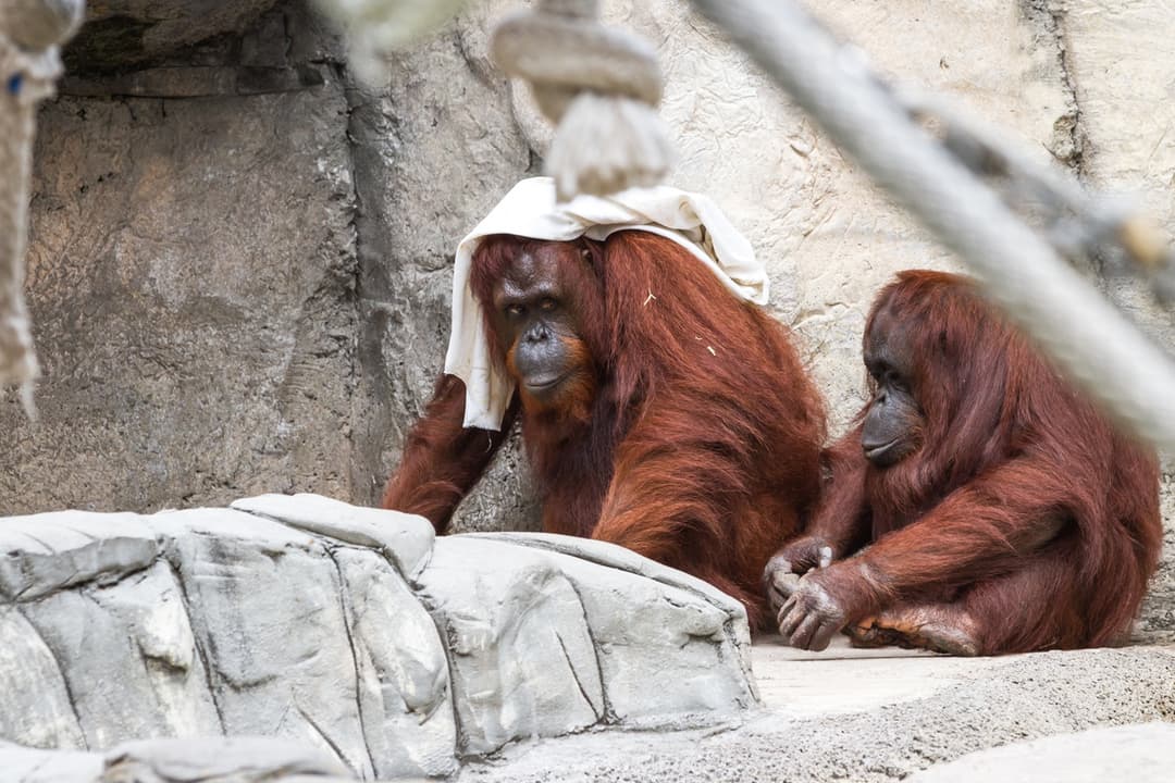 Breakfast With Orangutans In Bali Zoo