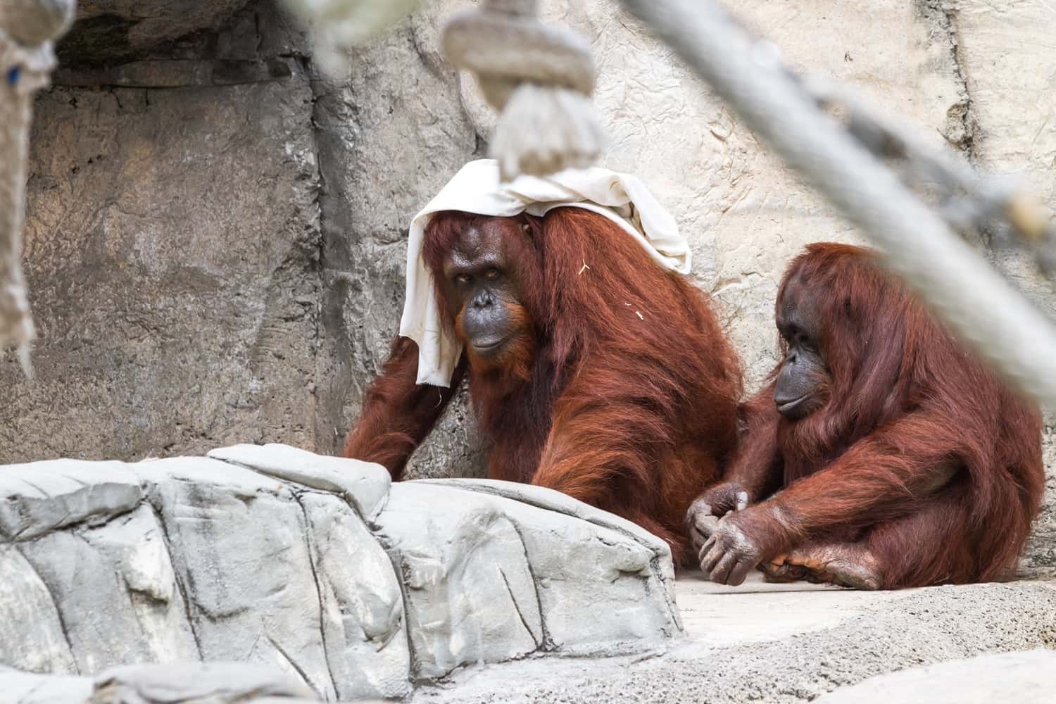 Breakfast With Orangutans In Bali Zoo in Delight Southeast Tours