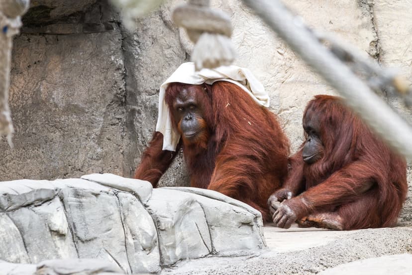 Breakfast With Orangutans In Bali Zoo