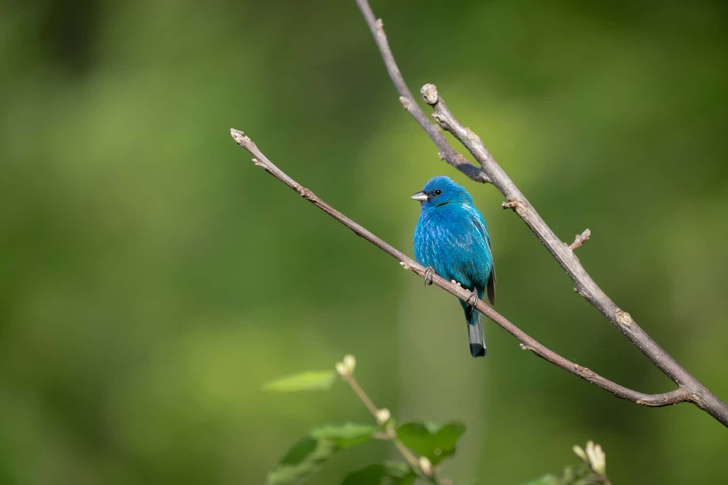 Capture The Indian Blue Robin At Victoria Park in India Summer 2026 Tours