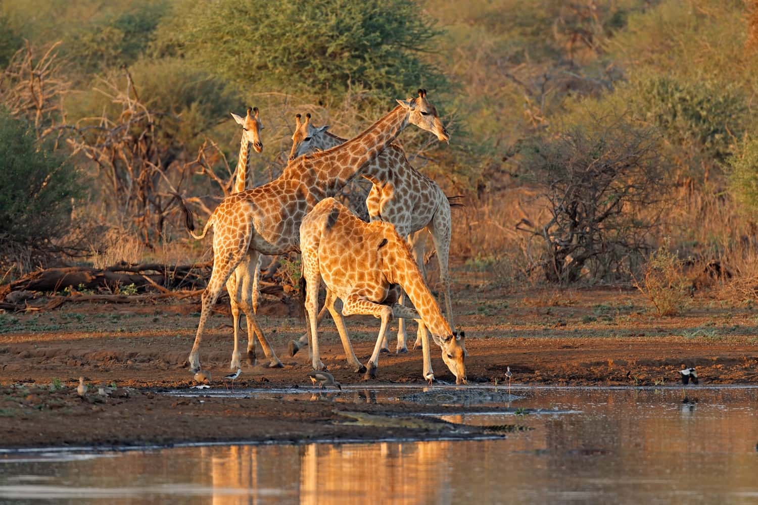 Eat breakfast with Giraffes at Giraffe Manor in Kenya 2021 Tours