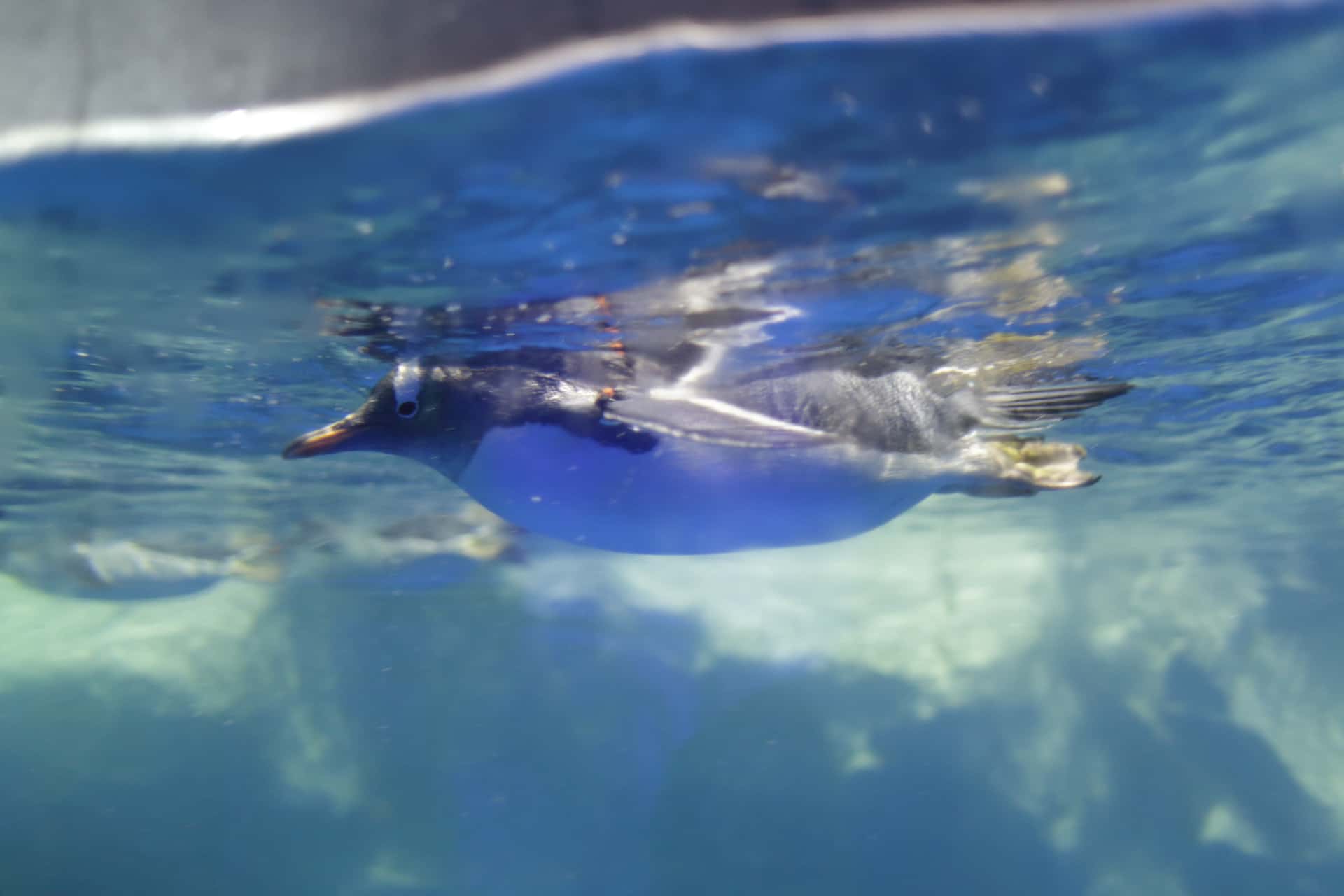 Kelly Tarlton's Sea Life Aquarium in Australia & New Zealand Summer 2026 Tours