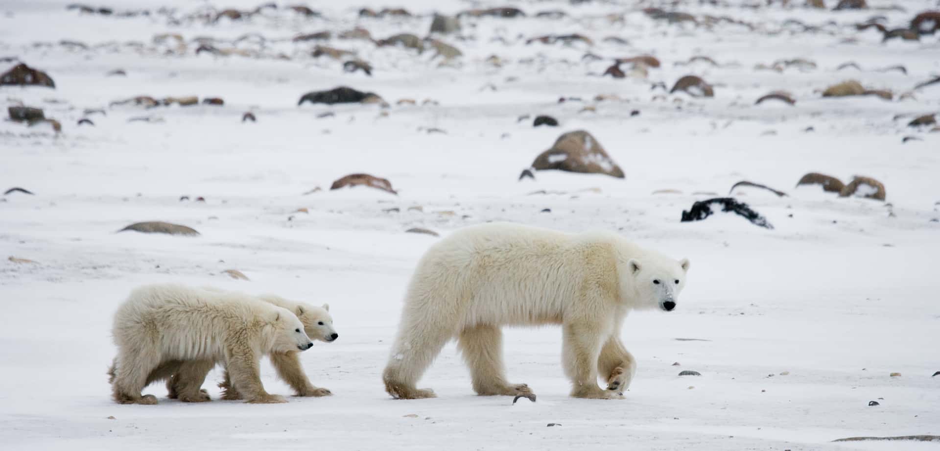 Search For Polar Bears In Churchill in America & Canada Summer 2026 Tours