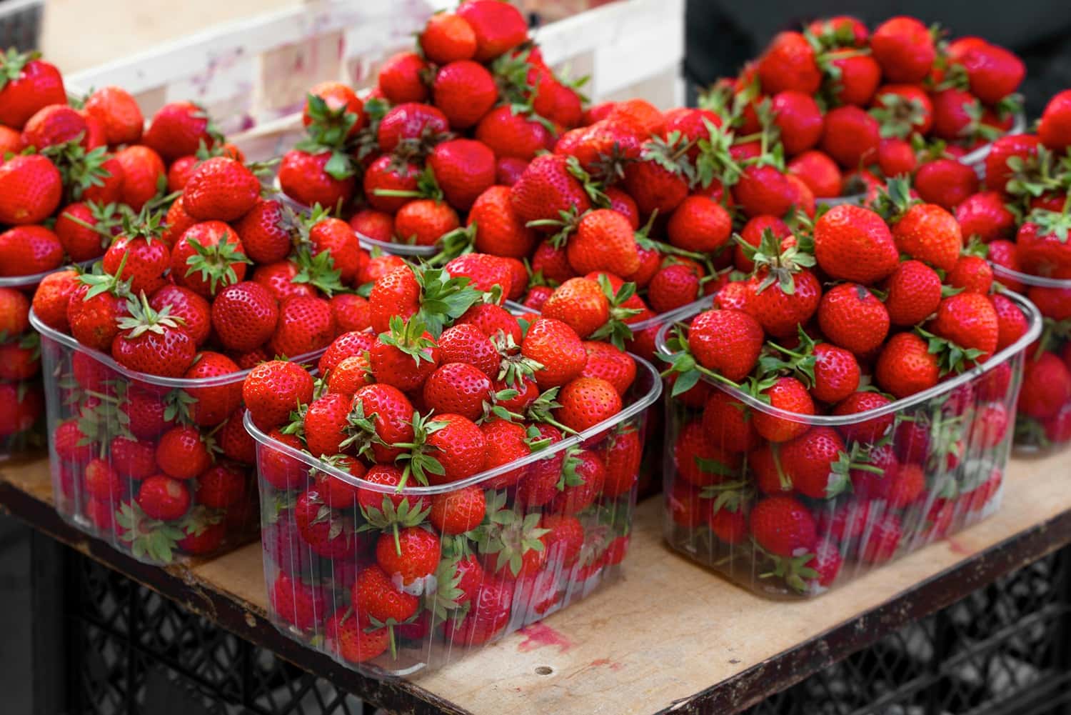 Relish Strawberries At Adma Agro Farm in India Summer 2026 Tours