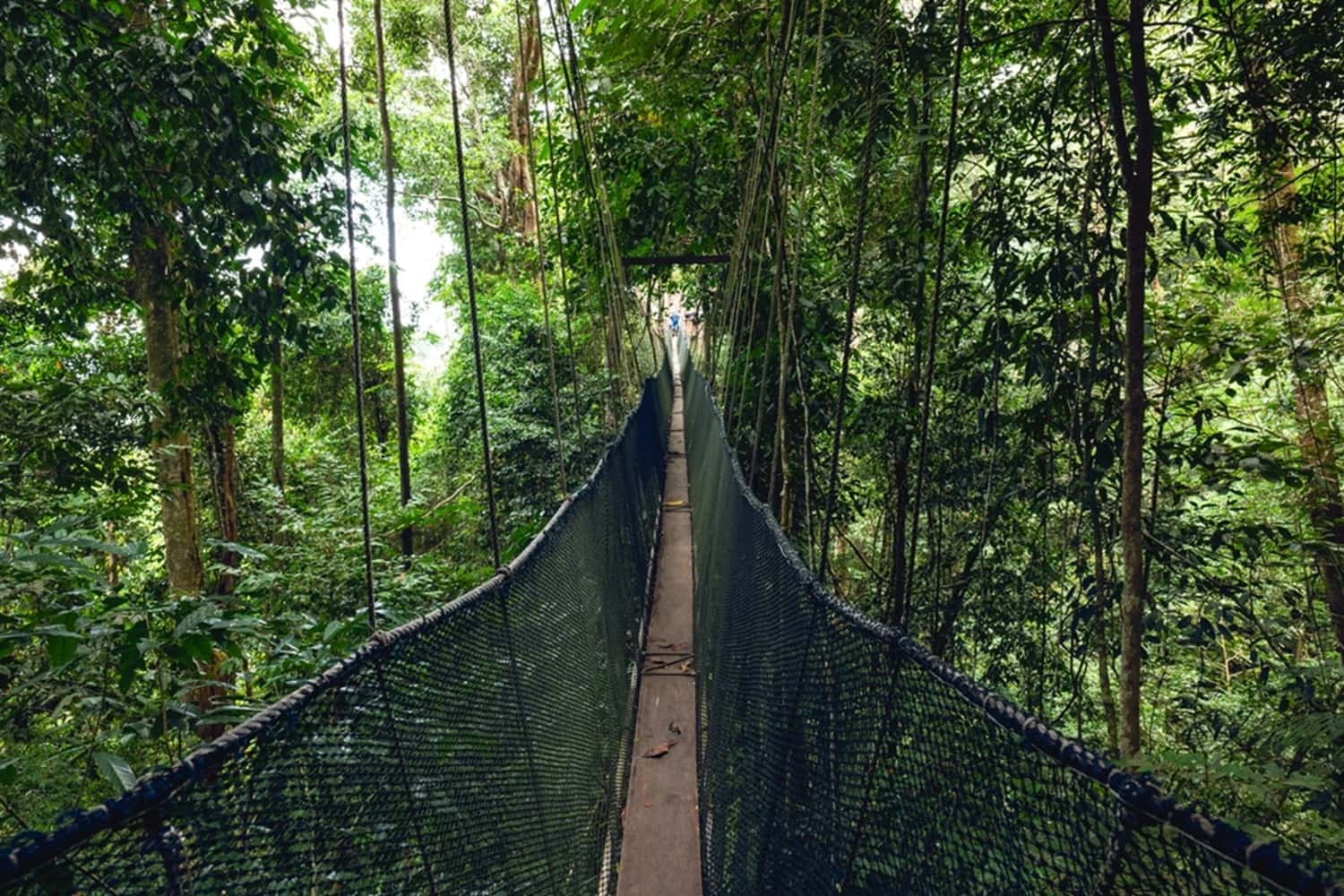 Hike In The Rainforest Canopy in Tanzania