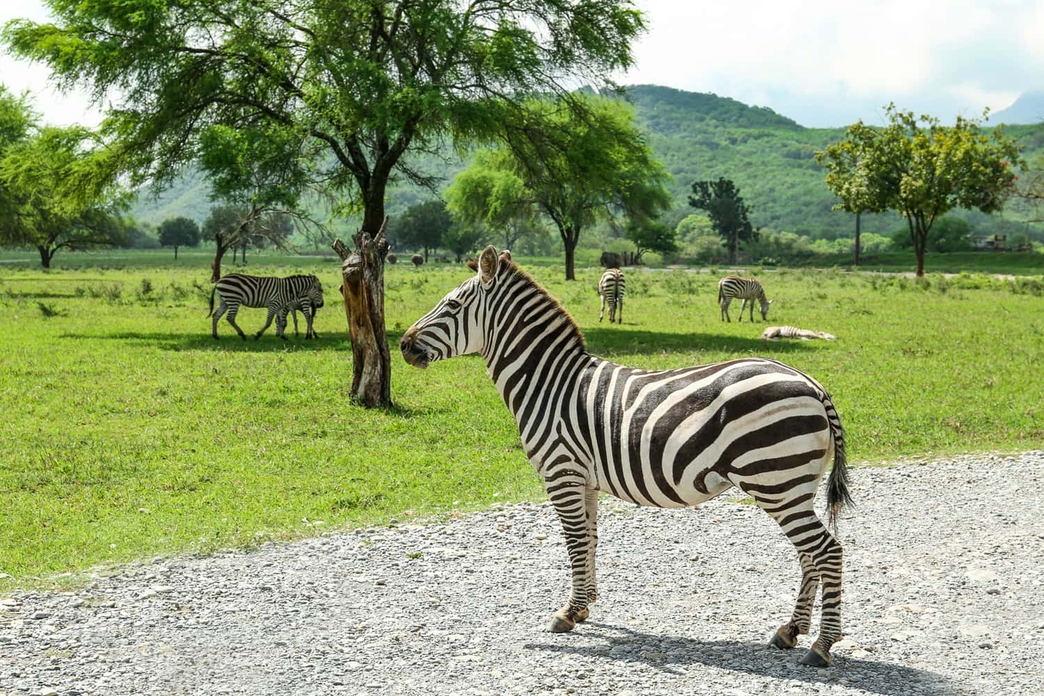 Try Casela Natural Park Segway tour in Africa Summer 2026 Tours