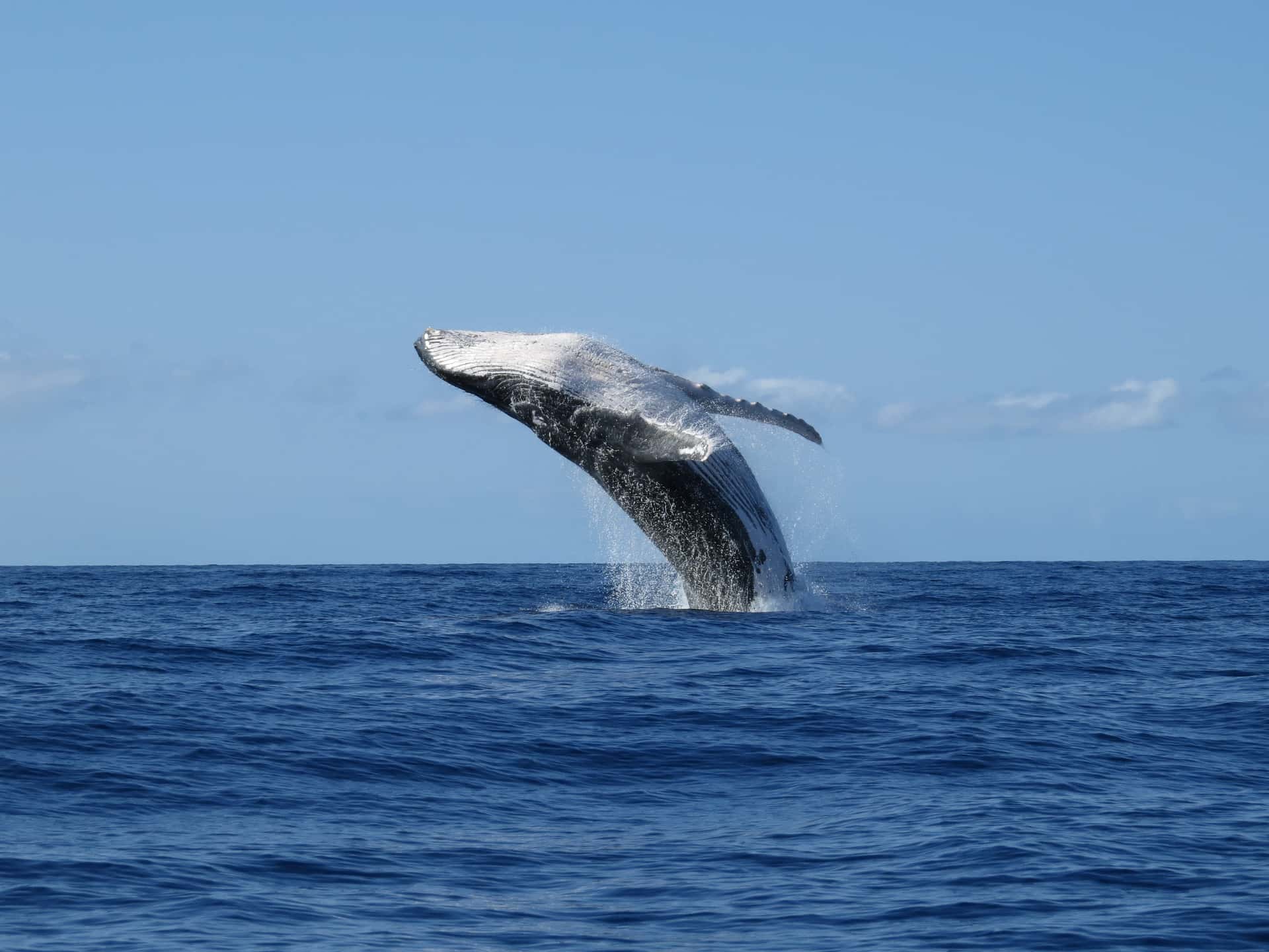 Whale Watching From Vancouver in America & Canada Summer 2026 Tours